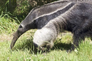 Giant murach - a nagy művész kisállatai